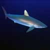 requin