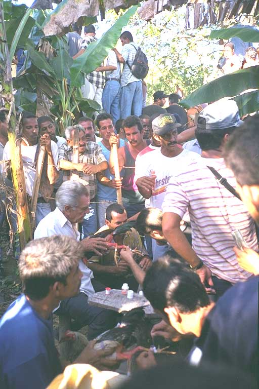 combat de coqs près de trinidad (cuba)